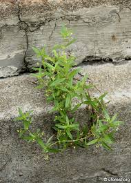 Image result for Oldenlandia