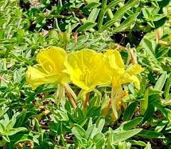 Image result for Vepris drummondii