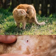 Image result for Feline Miliary Dermatitis