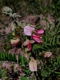 Image result for Tephrosia linearis