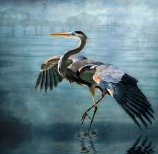 Great Blue Heron Heron Art Bird Art Birds Painting