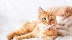 The Domestic Shorthair Cat Lifespan My British Shorthair