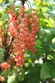 Ich würde dir die sorte 'florika' als unterpflanzung deiner johannisbeeren empfehlen. Johannisbeeren Anbauen Eine Anleitung Von A Z