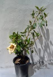 Image result for Solandra maxima