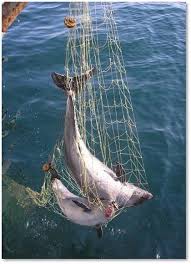 Dolphin Caught In Net