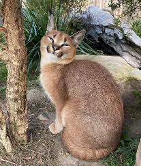 Kora The Caracal Eyebleach Wild Cats Animals Caracal