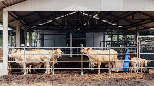 Image of a cow shed. Premium Photo Two Cows Chewing While Eating Grass Against The Background Of The Cow Shed