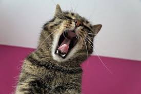 Ia juga bersembunyi dari orang lain, menghambur datang saat melihat pemiliknya, menggunakan vokalisasi yang berlebihan ketika ditinggalkan dan saat sang pemilik datang. Kucing Mengalami Demam Kenali Tanda Tandanya Jangan Asal Diberi Obat Semua Halaman Kids