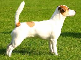 Jack Russell Terrier | elityavru.com