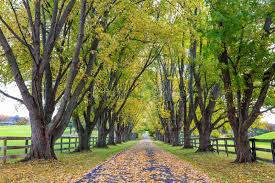 Maybe you would like to learn more about one of these? 326 Driveway Lined Tree Photos Free Royalty Free Stock Photos From Dreamstime