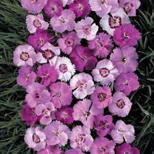 Ipswitch Pinks Google Search Blommor