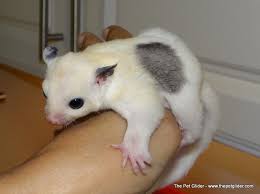 Sweetie Pie Is A Unique Piebald Sugar Glider That Makes Us Very Excited About Our Piebald Breeding Program Sugar Glider Sugar Glider Pet Sugar Glider Baby