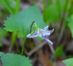 Image result for Nervilia pectinata