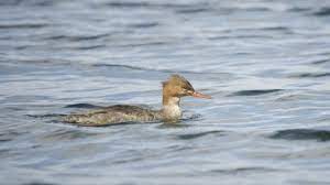 We did not find results for: Red Breasted Merganser The Wildlife Trusts