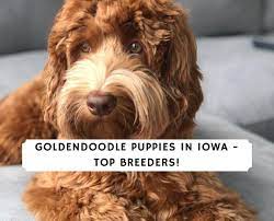 Deposits are $200 to be on our waitlist. Goldendoodle Puppies In Iowa Top 4 Breeders 2021 We Love Doodles