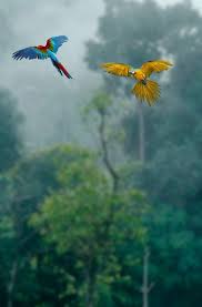 Save Birds Editing Background Hd New Background Images Photo Background Images Blur Photo Background