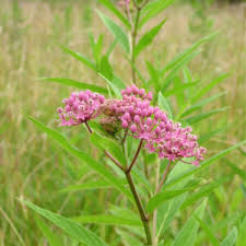 Image result for Asclepias graminifolia
