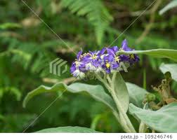 Image result for Solanum mauritianum