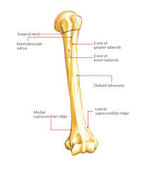 The differences are significantly higher in total area. Easy Notes On Humerus Learn In Just 4 Minutes Earth S Lab