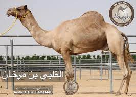 من النعم المؤبل من بعيـــــــر ** Ø±Ø§Ø¹ÙŠ ØµØ¯Ø§Ù…Ù‡ Posts Facebook