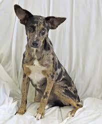 Loretta The Catahoula Leopard Dog Mix