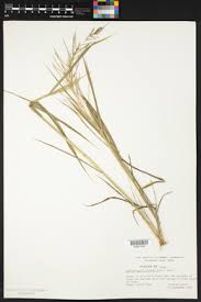 Image result for Leptochloa panicea
