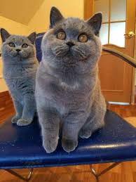 Apa itu kucing british shorthair. British Shorthair Malaysia Bshm Home Facebook