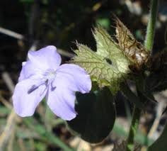 Image result for Brillantaisia madagascariensis