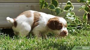 The problem with baby shampoos 3 Ways To Bathe Your Puppy Wikihow Pet