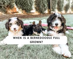Maybe you would like to learn more about one of these? When Is A Bernedoodle Full Grown 2021 We Love Doodles