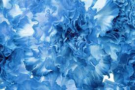 Carnation Flower Petals Close Up Carnation Flower Blue Carnations Abstract Photos