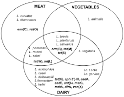 Start studying plant cell vs animal cell vs bacteria cell for that one venn diagram question. Eulero Venn Diagram Representing The Distribution Of Arlb And Arlc As Download Scientific Diagram
