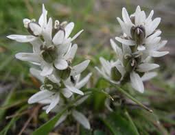 Image result for Commelina latifolia