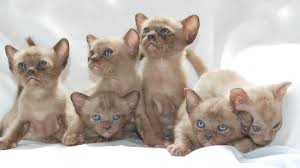 Sabokah burmese is a closed independent cattery. Burmese Price Personality Lifespan