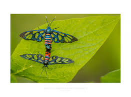 Image result for Nephrangis