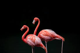 New users enjoy 60% off. Illinois Zoo Euthanizes Flamingo After Child Breaks Its Leg Time