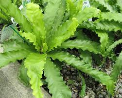 Image result for Asplenium angolense