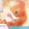 Seluruh organ tubuh utama bayi telah terbentuk meskipun belum berkembang sempurna. 1