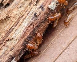 We also do termite treatment service for homeowners and commercial properties in the des moines metro area. Pest Control Services Des Moines Ia Diam Pest Control