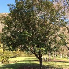 Image result for Cunonia capensis