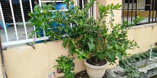 Postal codes for limau purut, singapore. Tip Suburkan Pokok Limau Purut Kalau Tanam Dalam Pasu Vanilla Kismis