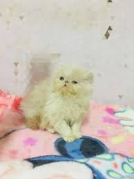 قطط للبيع في القاهرة للبيع اجمل قطة باي كلر زورار توب عمر ٥٥يوم دبدوبة ماشاءالله من اب مسجل Cfa باي كلر القطة نظيفة جدا ومدربة علي الليتر واكل ال Cats Animals