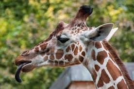 Thick, antiseptic saliva helps coat any thorns they may swallow. Why Is The Giraffe S Tongue Blue Clear Explanation Animal World Facts