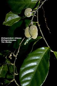 Image result for Dichapetalaceae