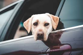Pet Custody Sample Agreement Stipulation California Family Code 2605 Free Template Order Talkov Law In 2020 Custody Agreement Custody Custody Rights