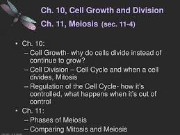 Sister chromatids separate haploid diploid meiosis i (reduction division) meiosis ii (equational homologs separate result: Ppt Ch 10 Cell Growth And Division Ch 11 Meiosis Sec 11 4 Powerpoint Presentation Id 4181799