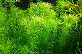 Image result for Lagarosiphon cordofanus