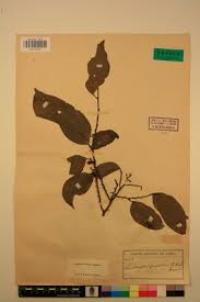 Image result for Strombosiopsis tetrandra