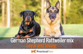 A german shepherd rottweiler mix is a designer breed. German Shepherd Rottweiler Mix Loyal And Loving Practical Paw The Dog Lovers Toolkit