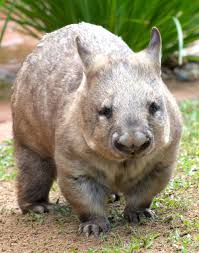 Image result for Northern hairy-nosed wombat
